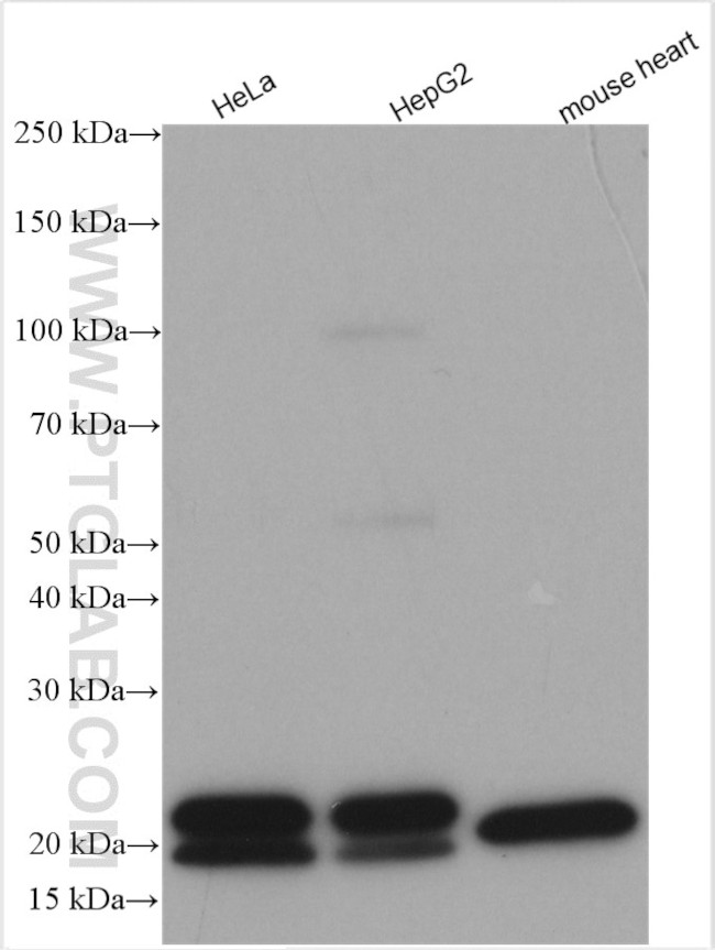 PPIF Antibody in Western Blot (WB)