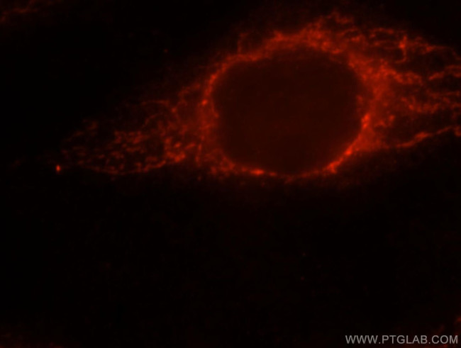 PPIF Antibody in Immunocytochemistry (ICC/IF)