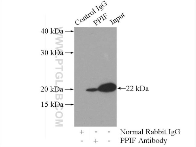 PPIF Antibody in Immunoprecipitation (IP)