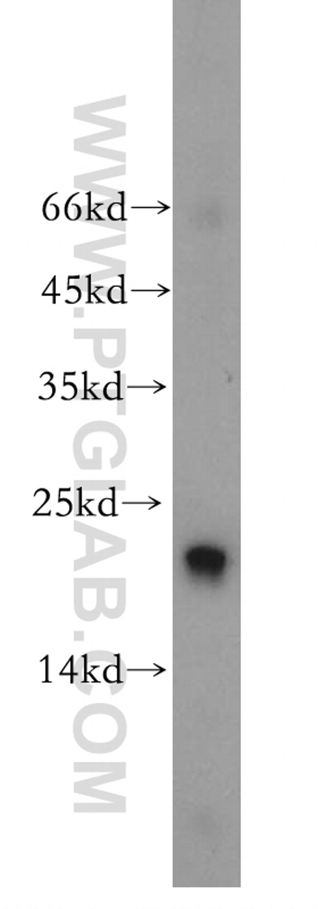 PPIF Antibody in Western Blot (WB)