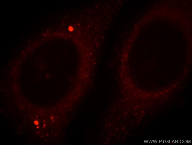 PRUNE Antibody in Immunocytochemistry (ICC/IF)