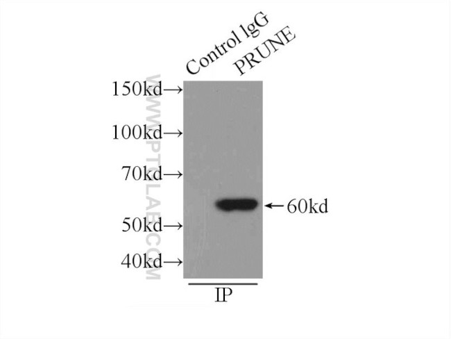 PRUNE Antibody in Immunoprecipitation (IP)