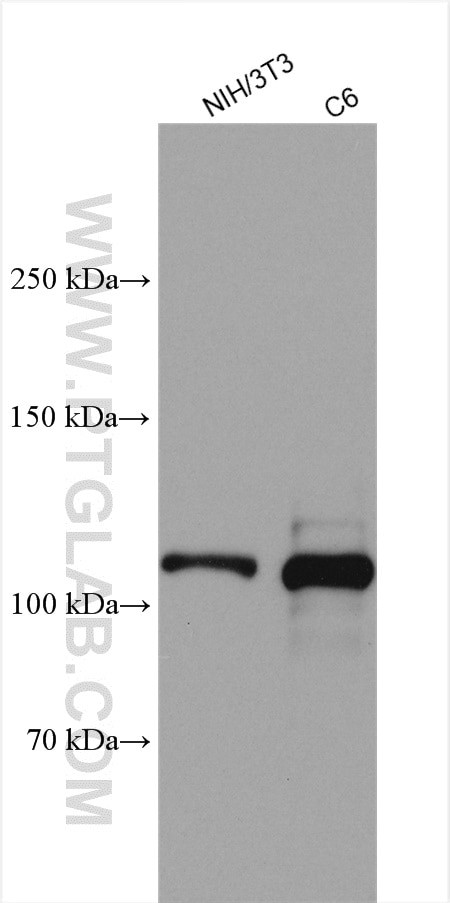 iASPP Antibody in Western Blot (WB)