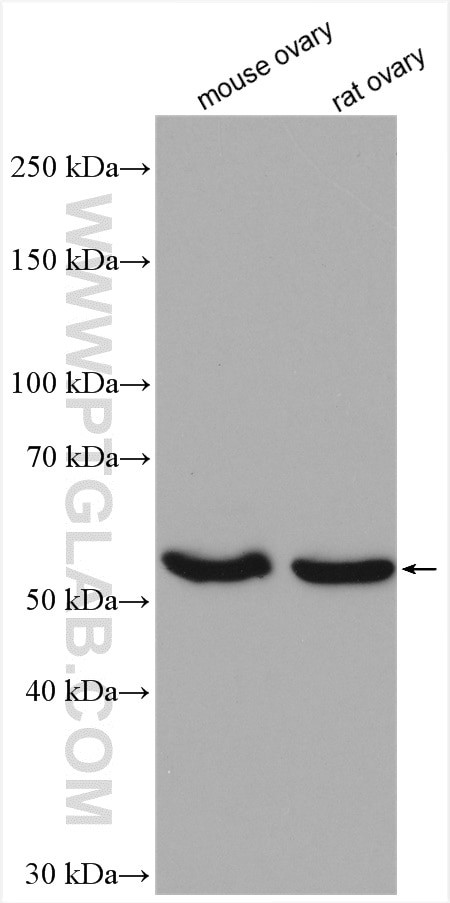 NR5A1 Antibody in Western Blot (WB)