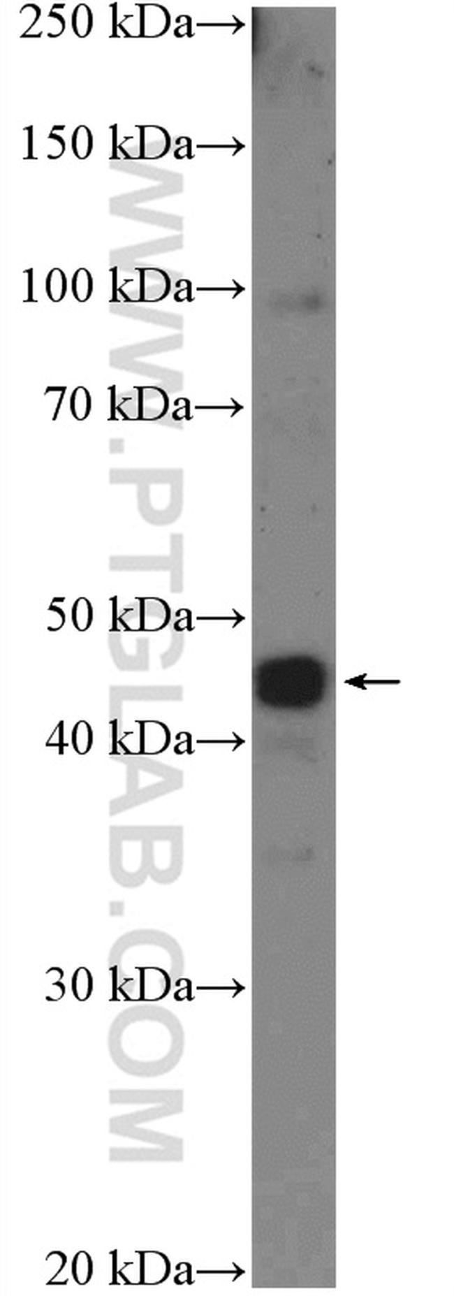 ISL2 Antibody in Western Blot (WB)