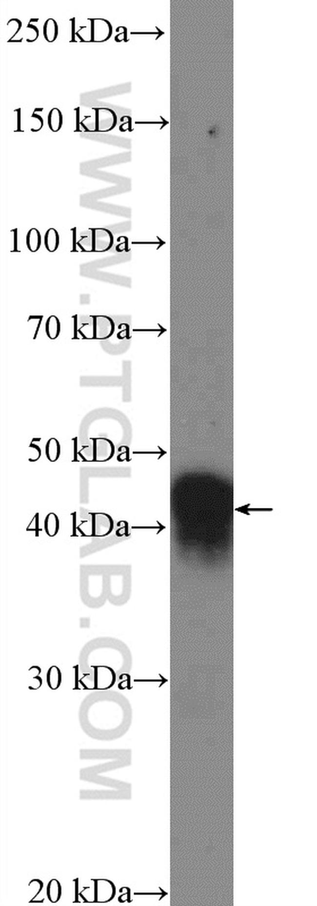 ISL2 Antibody in Western Blot (WB)