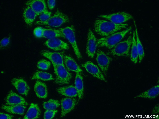 LSS Antibody in Immunocytochemistry (ICC/IF)