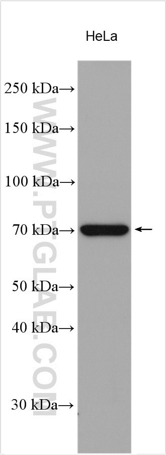 LSS Antibody in Western Blot (WB)