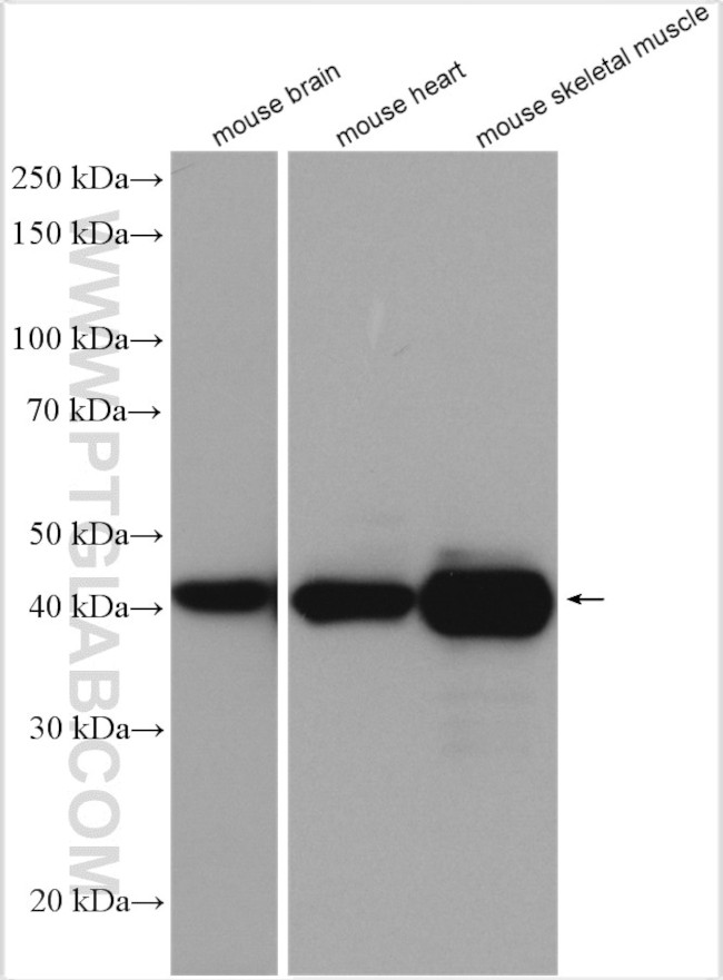 CKM Antibody in Western Blot (WB)