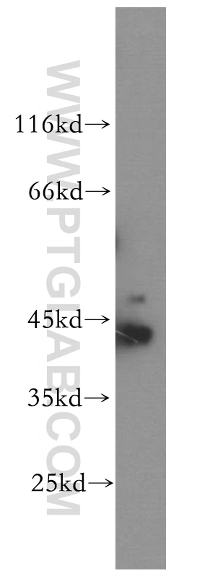 Creatine kinase B type Antibody in Western Blot (WB)