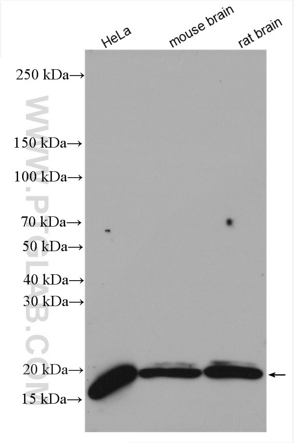 GABARAP Antibody in Western Blot (WB)