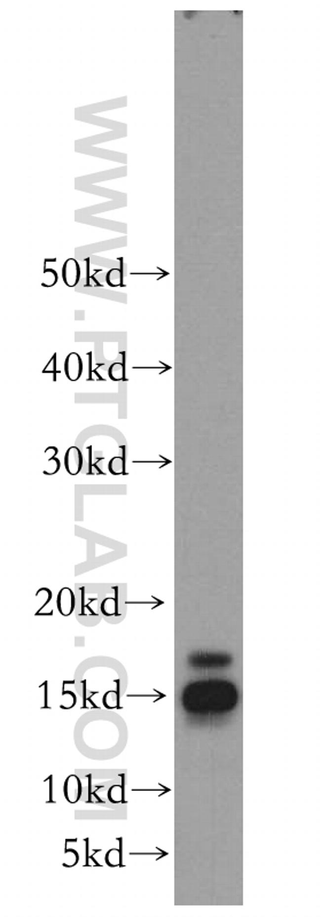 GABARAP Antibody in Western Blot (WB)