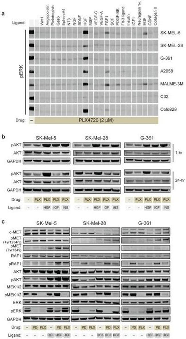 c-Met Antibody in Western Blot (WB)