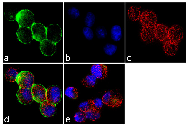 c-Met Antibody in Immunocytochemistry (ICC/IF)