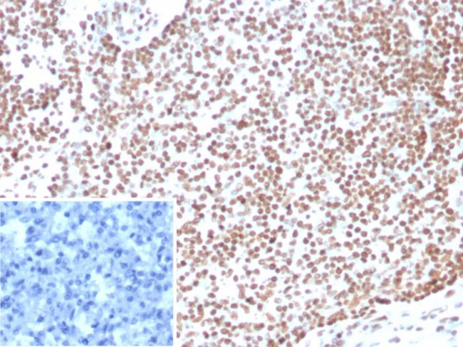 E2F4 (Transcription Factor) Antibody in Immunohistochemistry (Paraffin) (IHC (P))