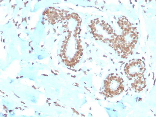 E2F4 (Transcription Factor) Antibody in Immunohistochemistry (Paraffin) (IHC (P))