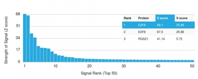 E2F6 Antibody in Peptide array (ARRAY)
