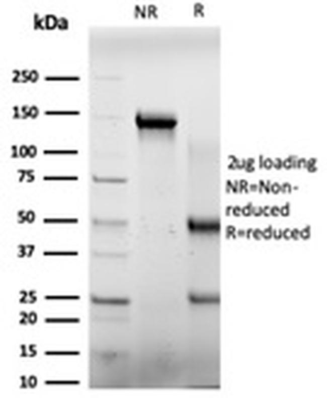 E4F1 Antibody in SDS-PAGE (SDS-PAGE)