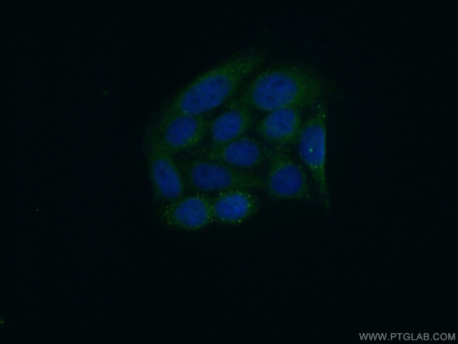 PSKH2 Antibody in Immunocytochemistry (ICC/IF)