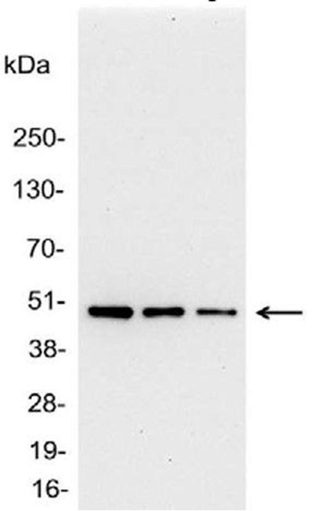 AU1 Antibody in Western Blot (WB)