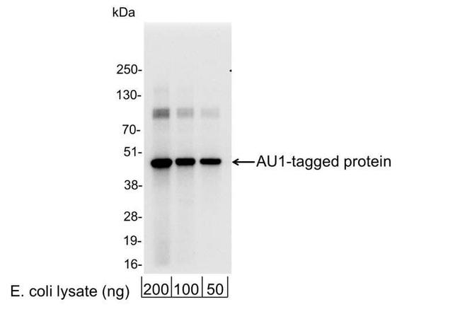 AU1 Antibody in Western Blot (WB)