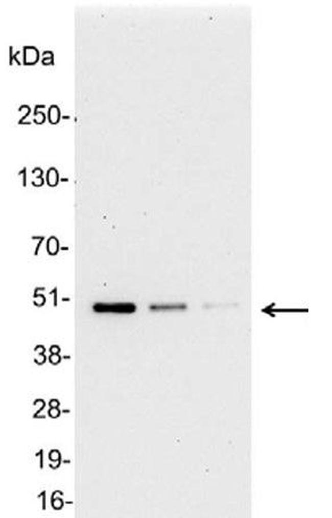 AU5 Antibody in Western Blot (WB)