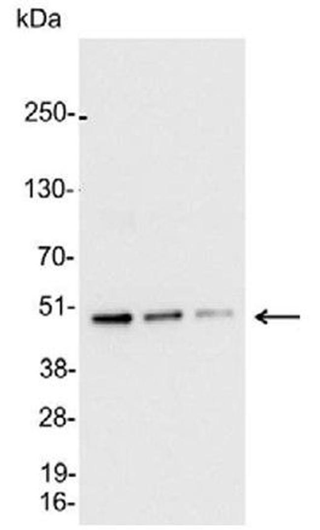 AU5 Antibody in Western Blot (WB)