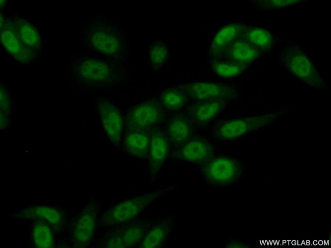 RBP2 Antibody in Immunocytochemistry (ICC/IF)