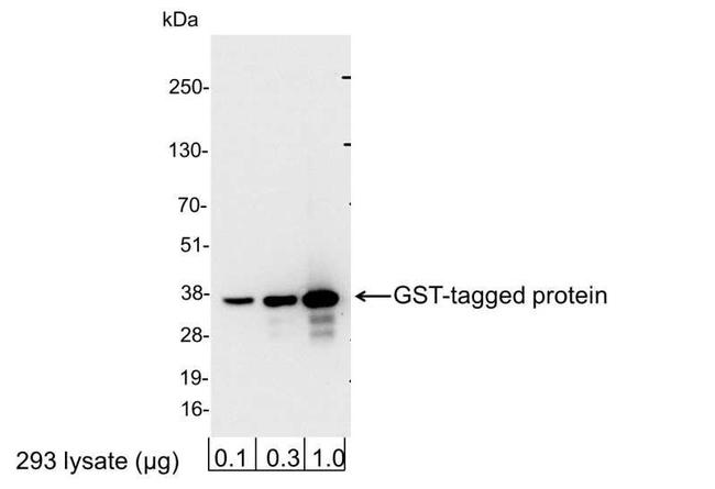 Glutathione-S-transferase (GST) Antibody in Western Blot (WB)