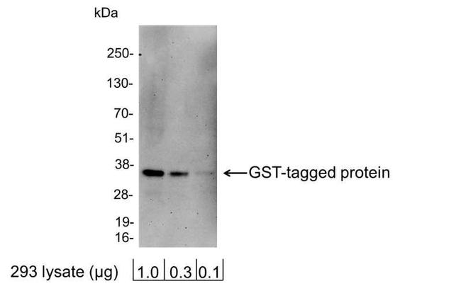 Glutathione-S-Transferase (GST) Antibody in Western Blot (WB)