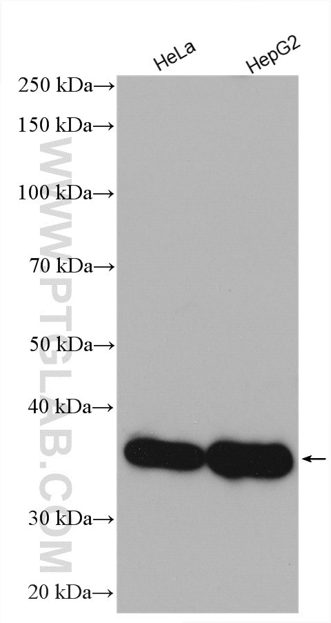 AKR1C4 Antibody in Western Blot (WB)