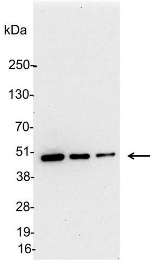 KT3 Antibody in Western Blot (WB)