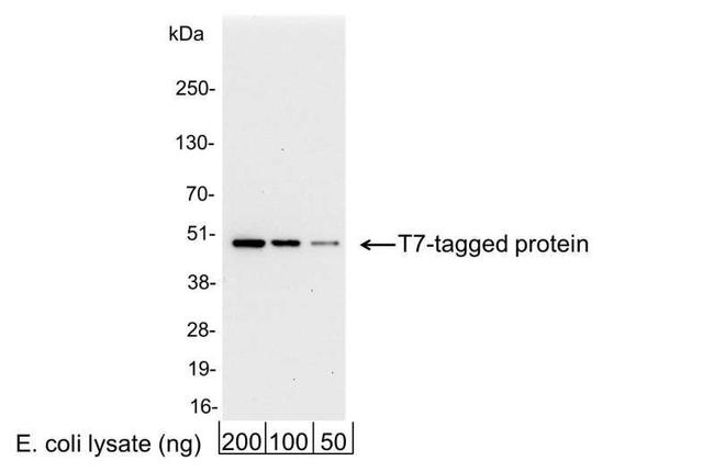 T7 Antibody in Western Blot (WB)