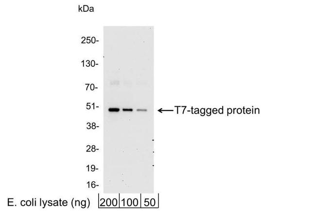 T7 Antibody in Western Blot (WB)