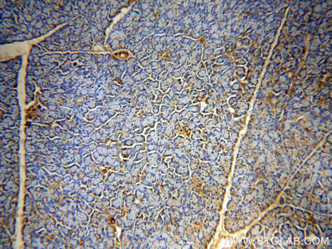 PTRF Antibody in Immunohistochemistry (Paraffin) (IHC (P))