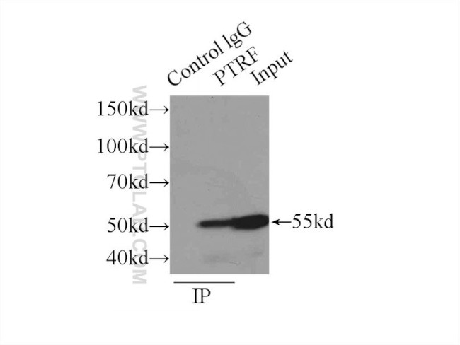 PTRF Antibody in Immunoprecipitation (IP)