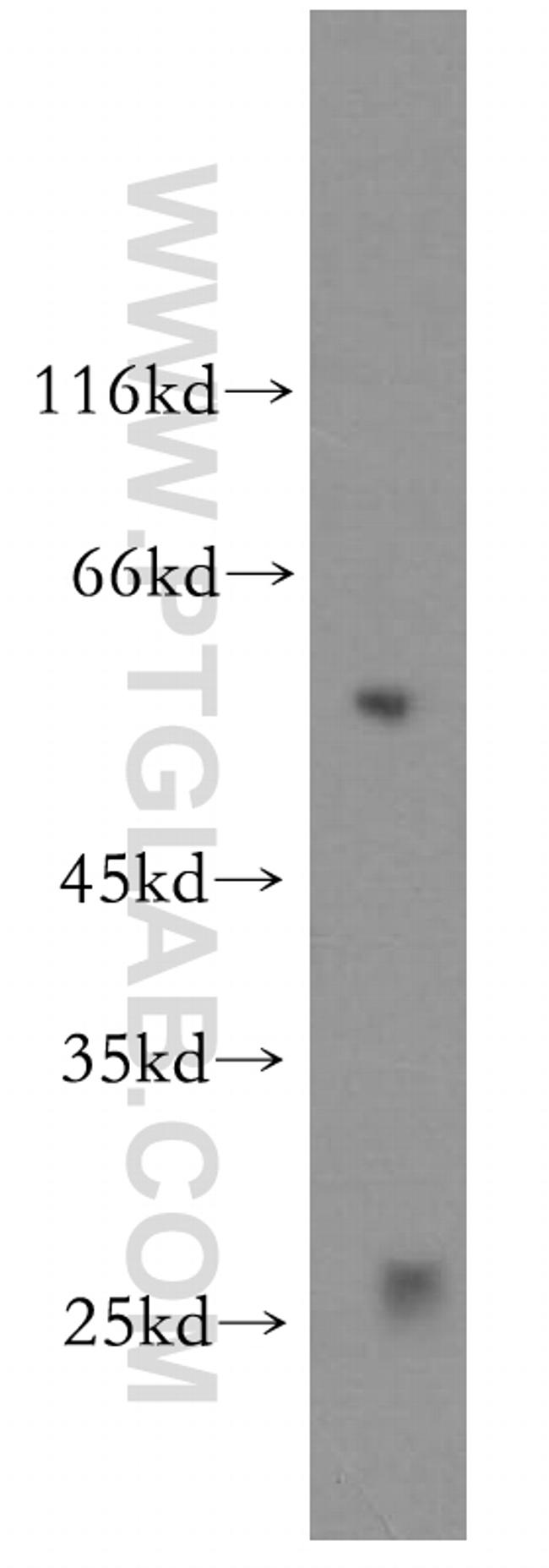 PTRF Antibody in Western Blot (WB)