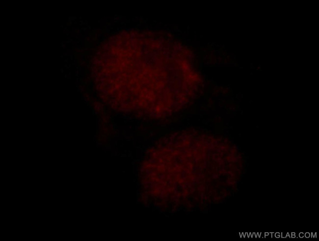 RBM16 Antibody in Immunocytochemistry (ICC/IF)