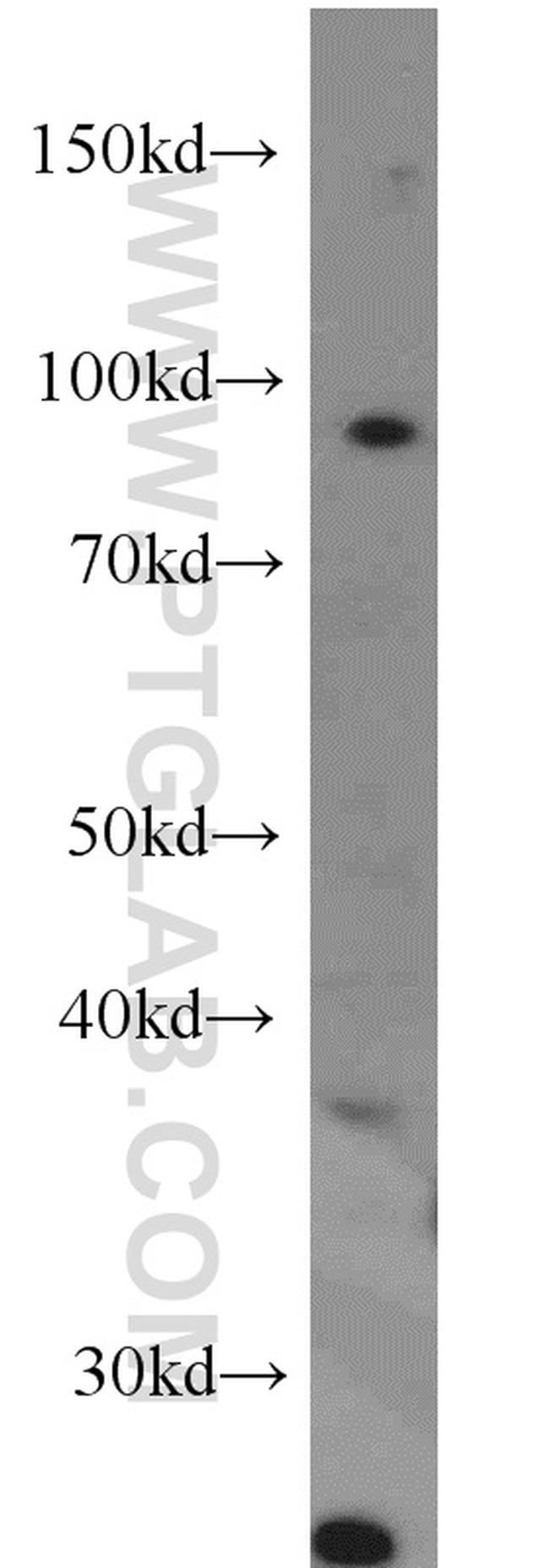 B-Myb Antibody in Western Blot (WB)