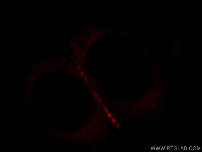 ZO-2 Antibody in Immunocytochemistry (ICC/IF)