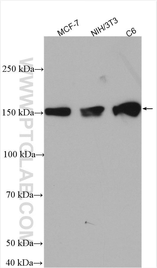 ZO-2 Antibody in Western Blot (WB)