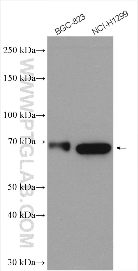 SOX13 Antibody in Western Blot (WB)