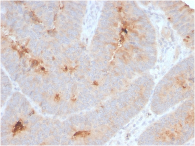 Secretory Component/ECM1 Antibody in Immunohistochemistry (Paraffin) (IHC (P))