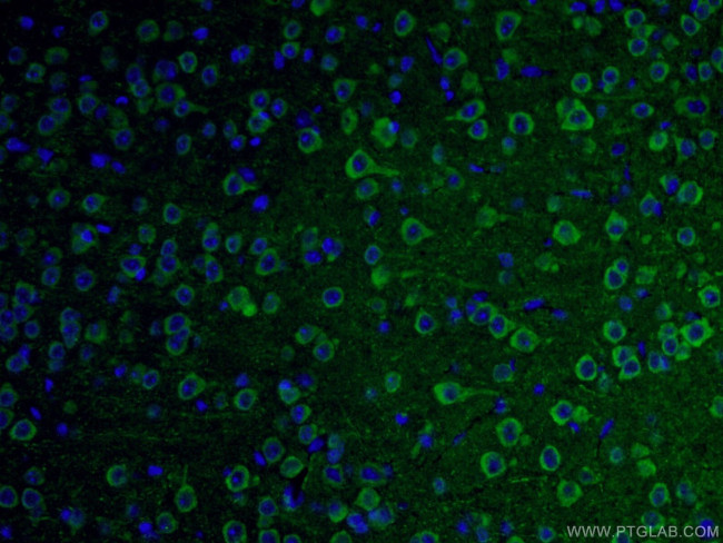 NF-H Antibody in Immunohistochemistry (PFA fixed) (IHC (PFA))