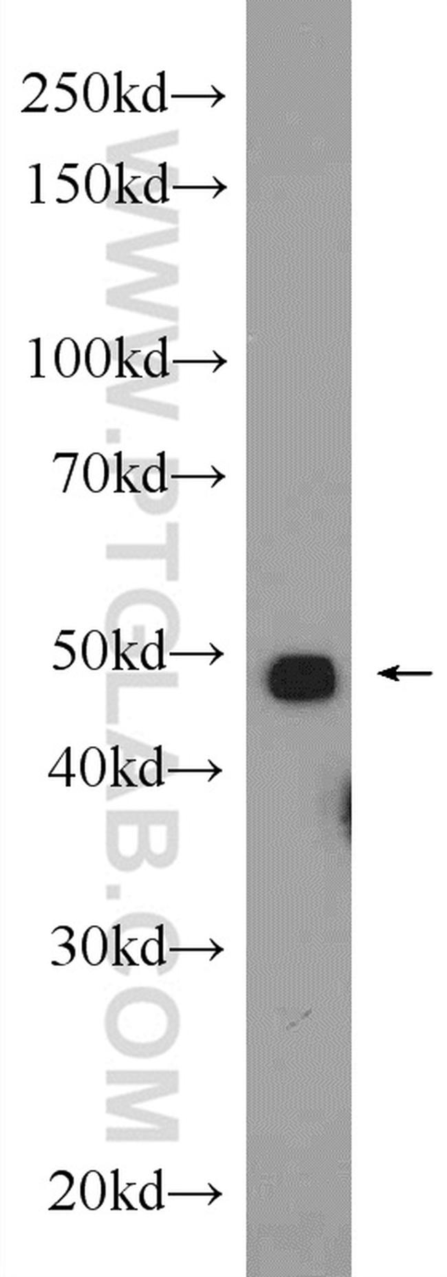 MYOD1 Antibody in Western Blot (WB)