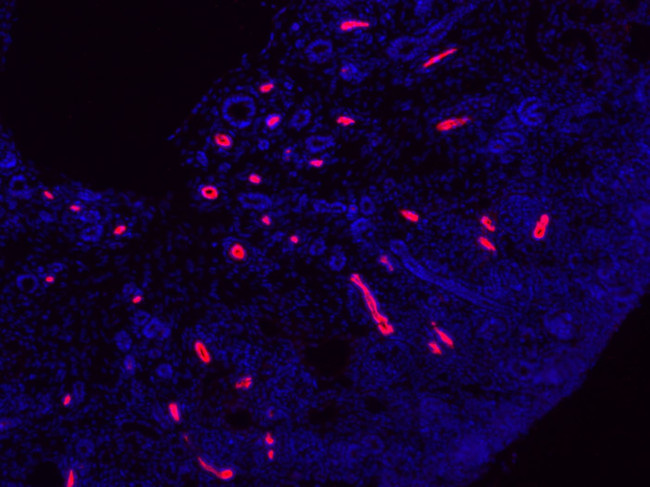 NKCC2 Antibody in Immunohistochemistry (Frozen) (IHC (F))