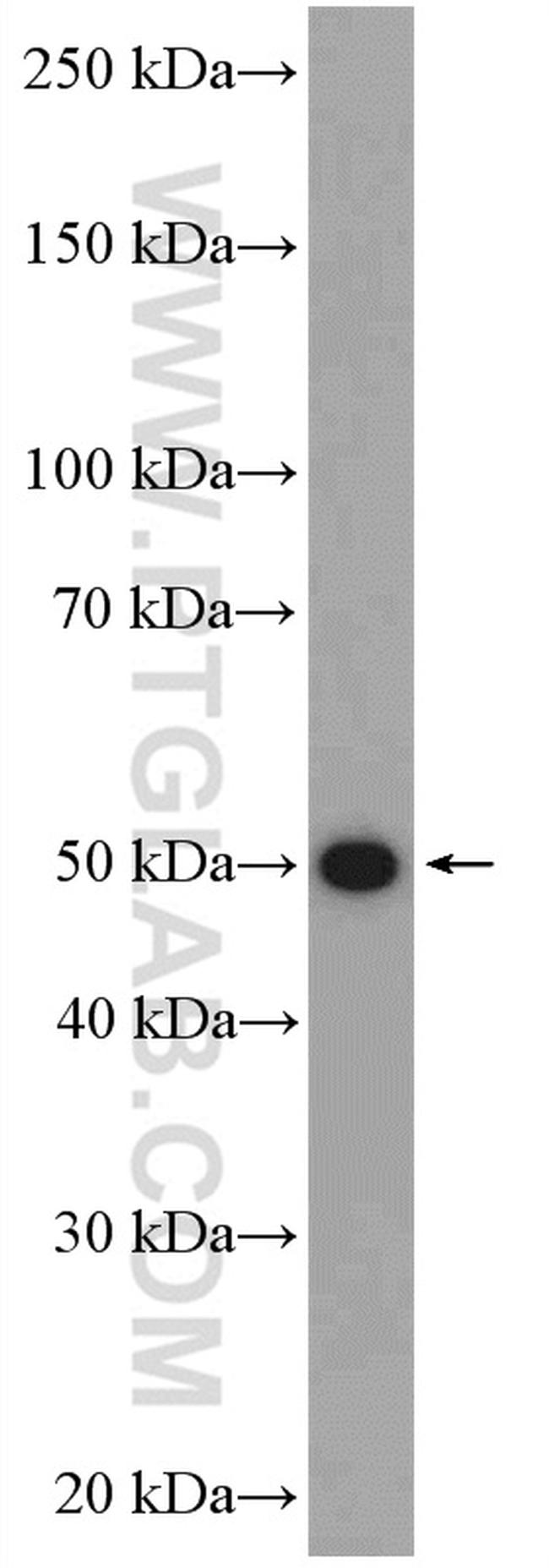 BMP15 Antibody in Western Blot (WB)