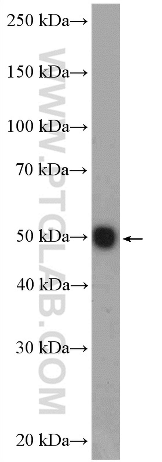 BMP15 Antibody in Western Blot (WB)