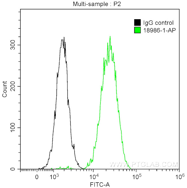 EGFR Antibody in Flow Cytometry (Flow)