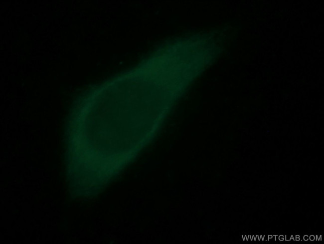 GLI2 Antibody in Immunocytochemistry (ICC/IF)